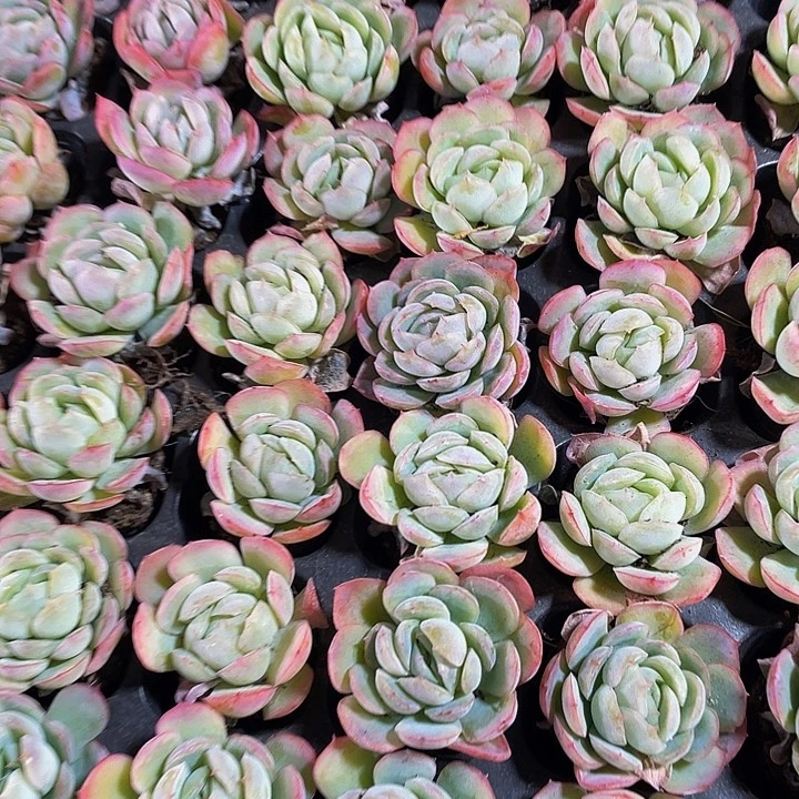 小贝瑞1元带土发货