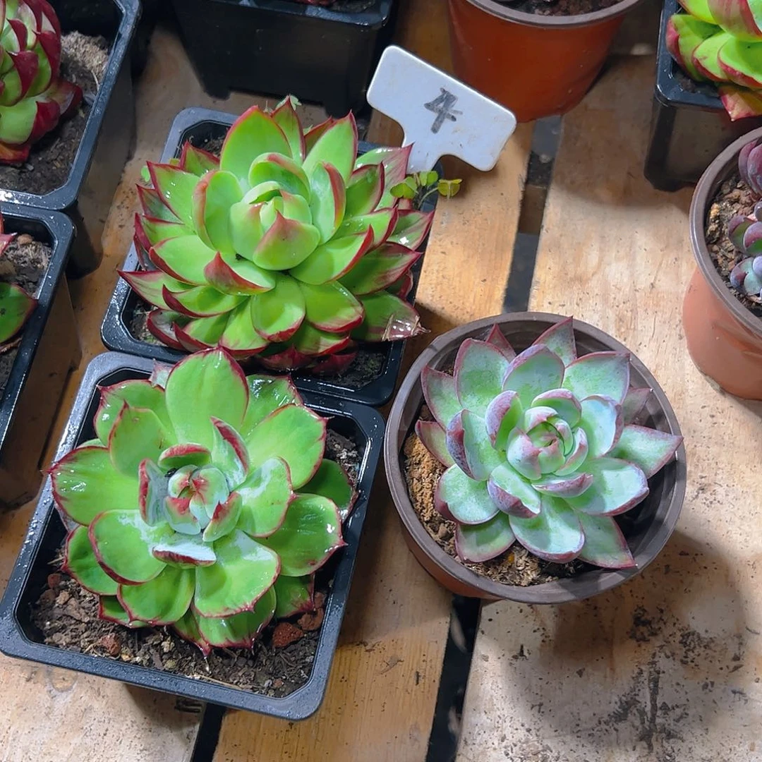惊鸿仙子三颗4号三颗