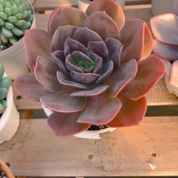 厚叶玫瑰多肉植物8550