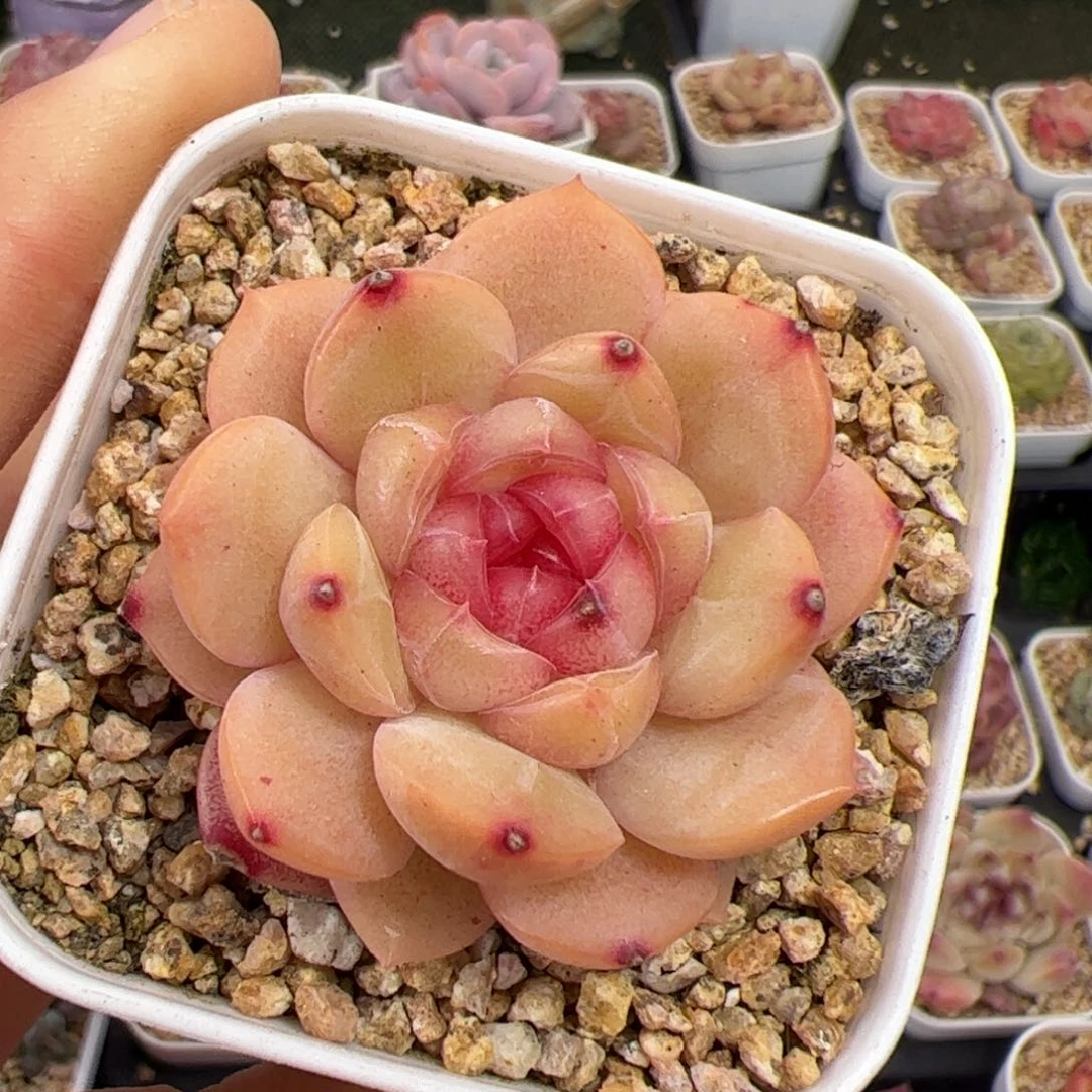 向***a141 多肉植物组合盆栽