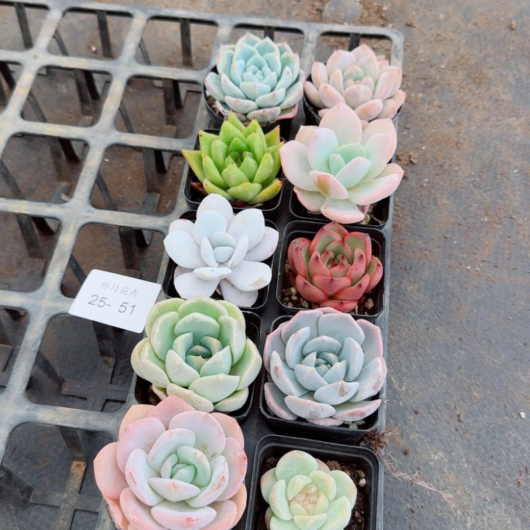 多肉杂交十棵量拍25-51左五