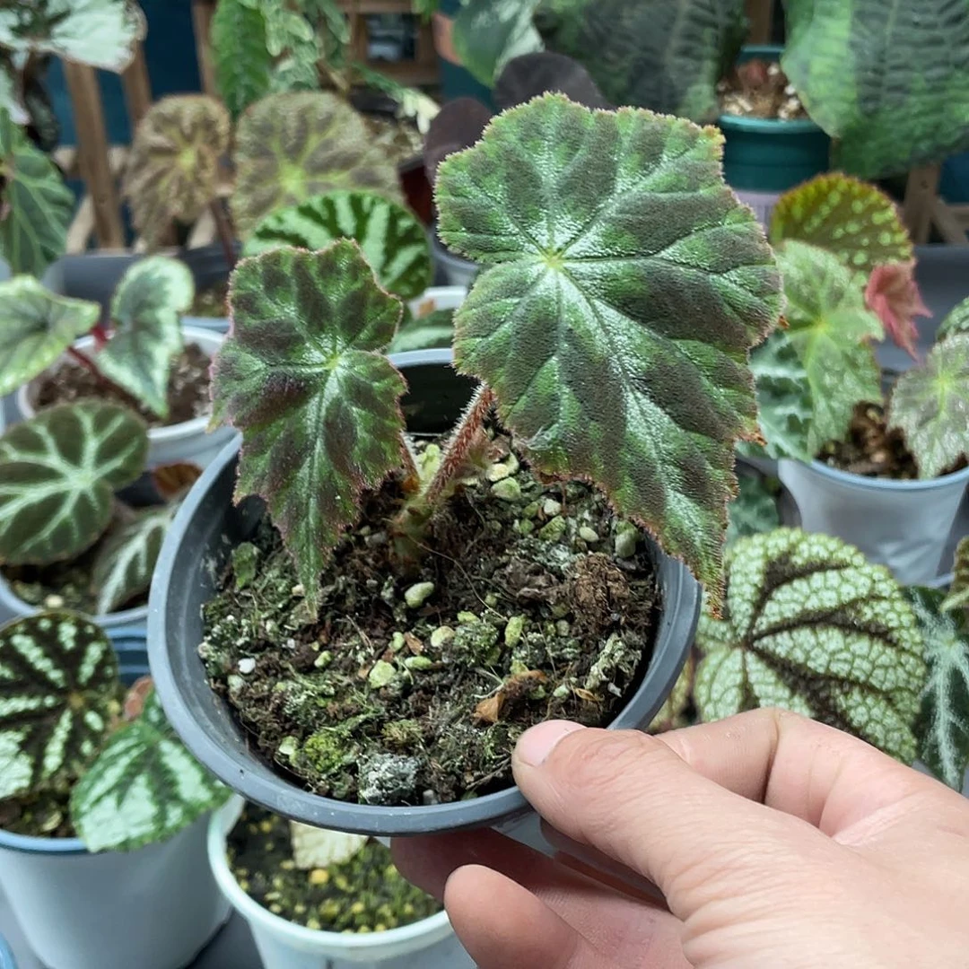 完全开放银河鹿斑