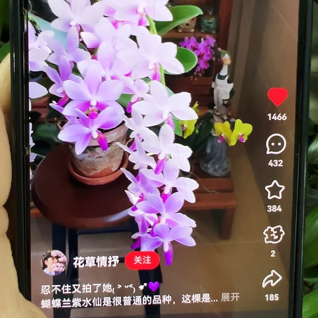 当前无花栽培后可以开花3寸大苗紫水仙凑单