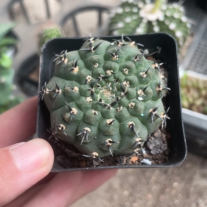 610黑刺凤梨仙人球