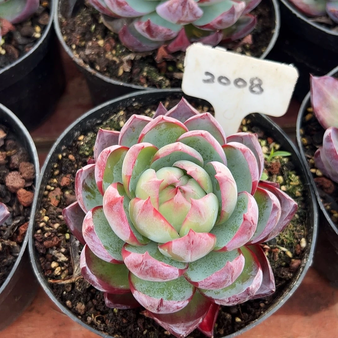 惊鸿仙子一物一拍2008号