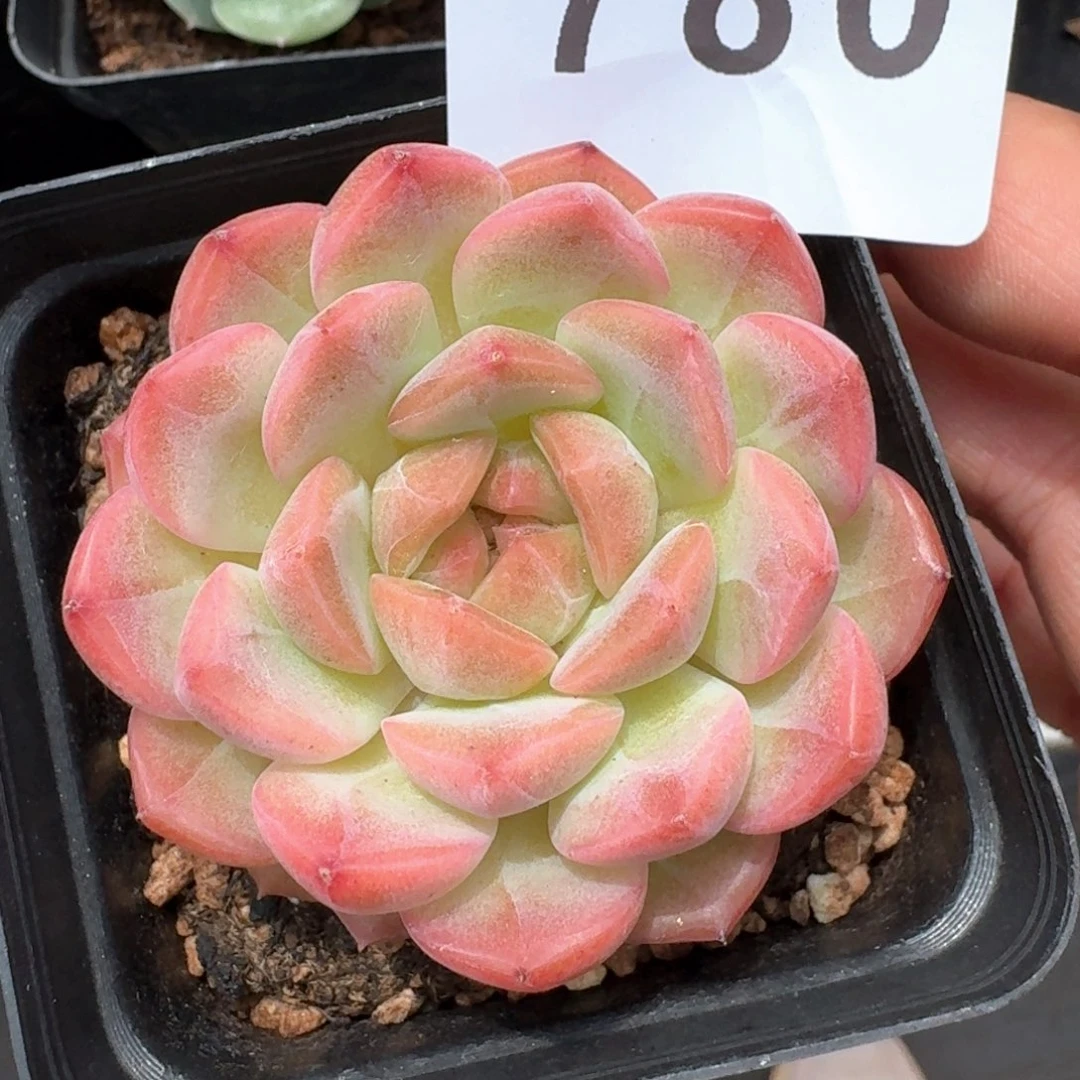 琴心            精美多肉植物