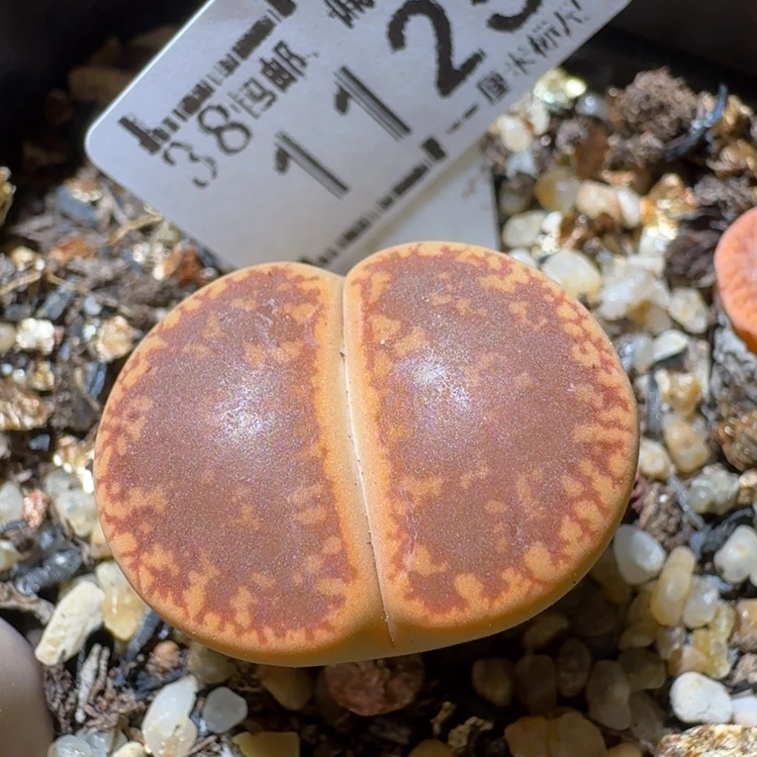 Sss清清清货卖1125