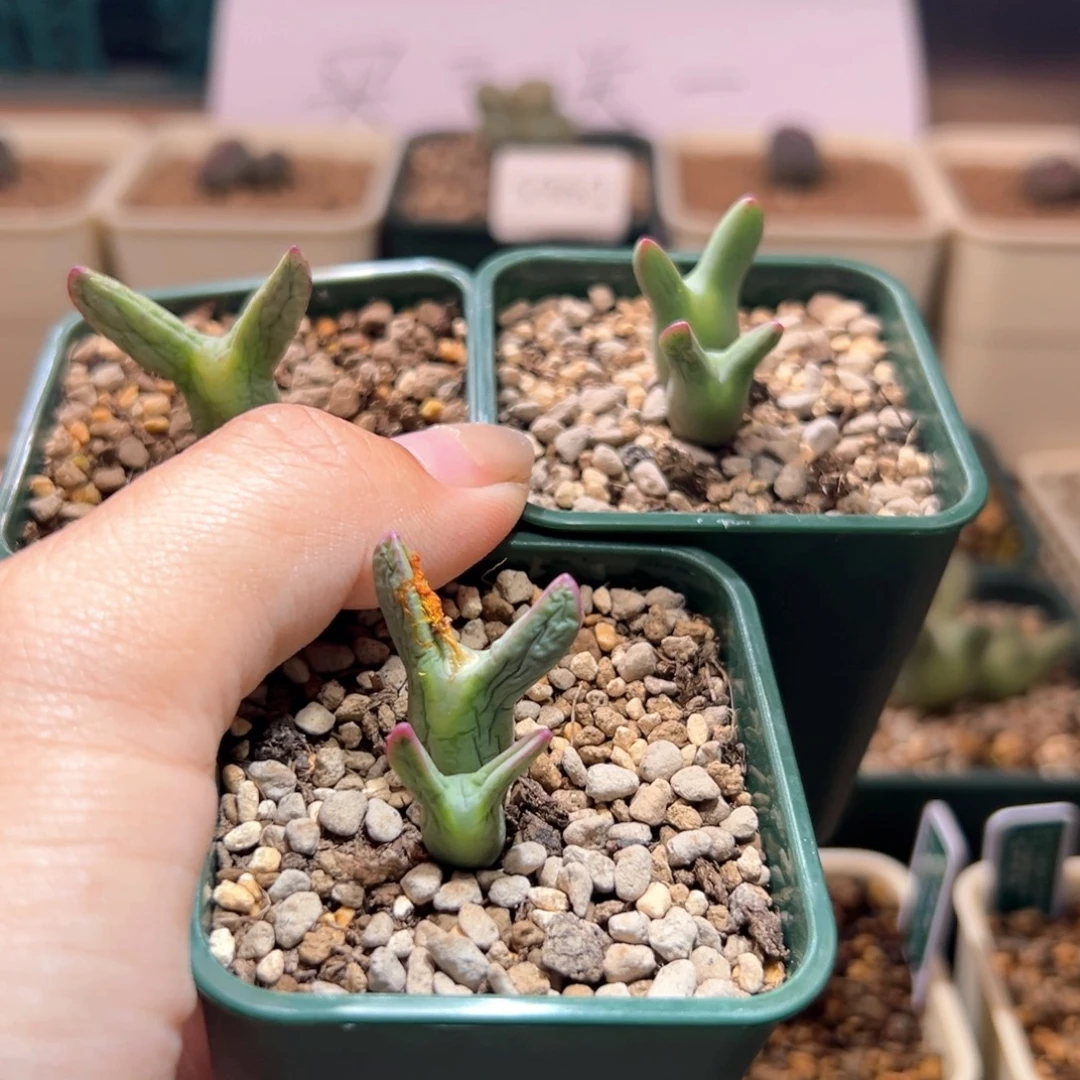 蛇***）A206.  优选正版ssg0136皮卡丘。五年母本拆头。