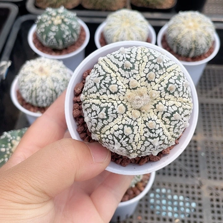 秋**雪777实生OMG白兜仙人球