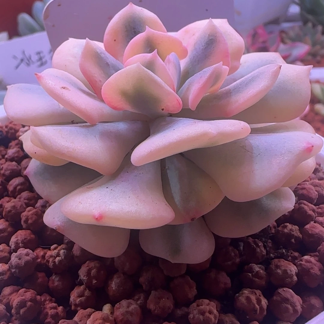 雪精灵锦  多肉植物