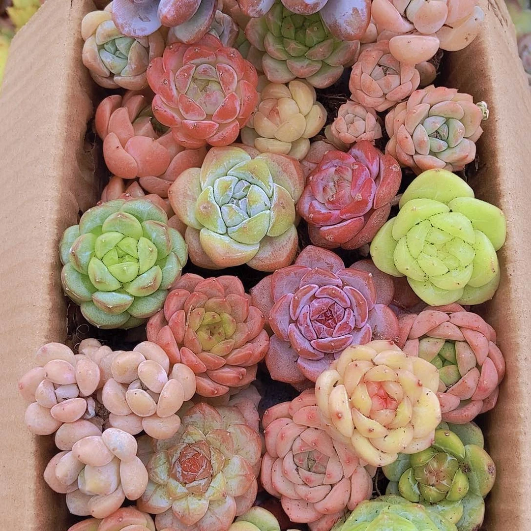 00000001量拍保底20颗，小