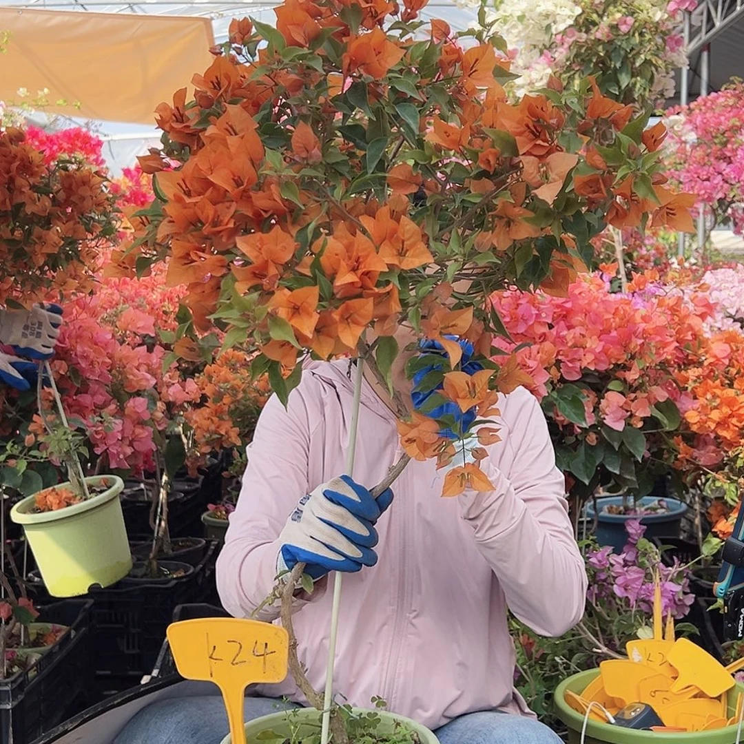 无***垠大部分花苞少量开放K24橙桑巴