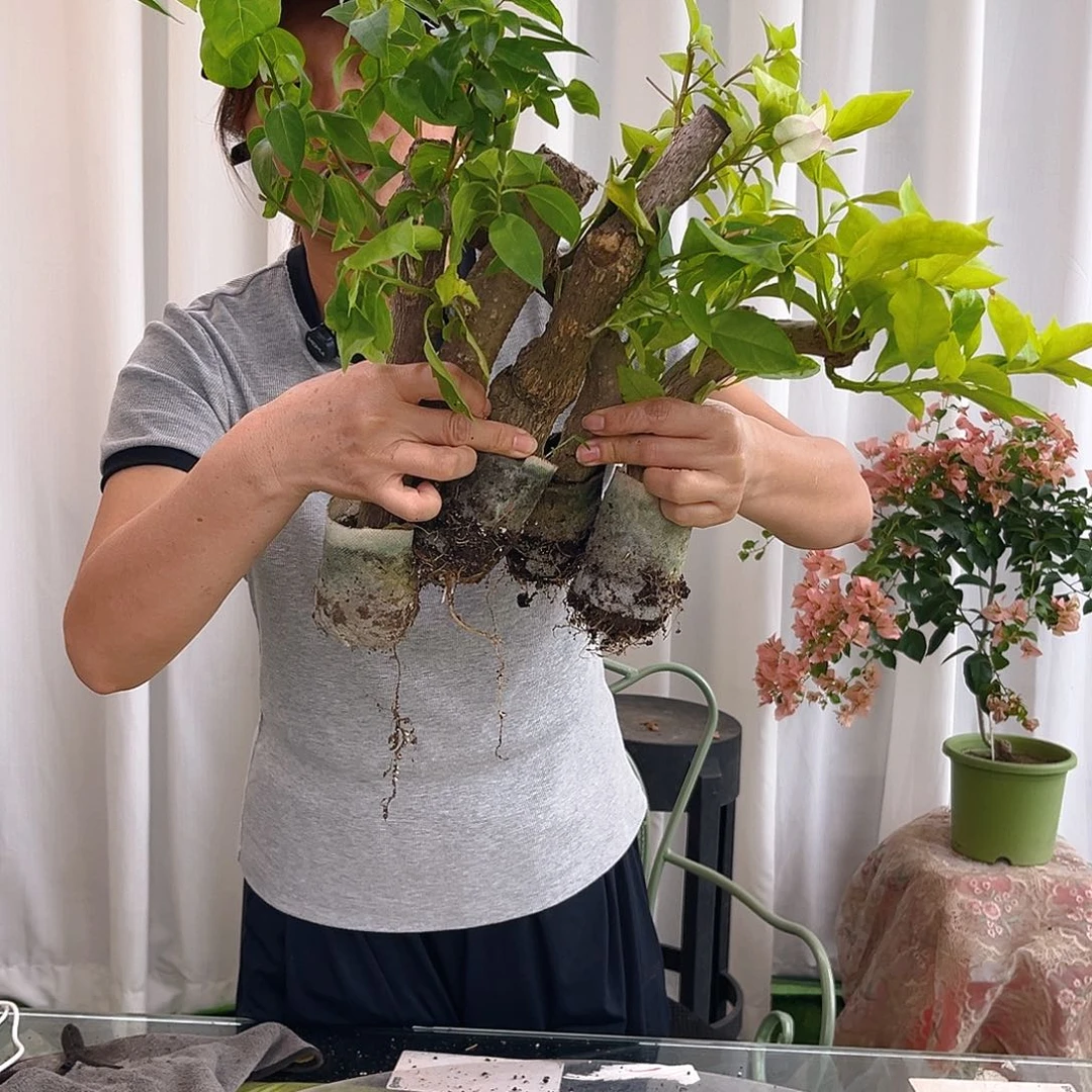 当前无花栽培后可以开花袋苗5颗,粗