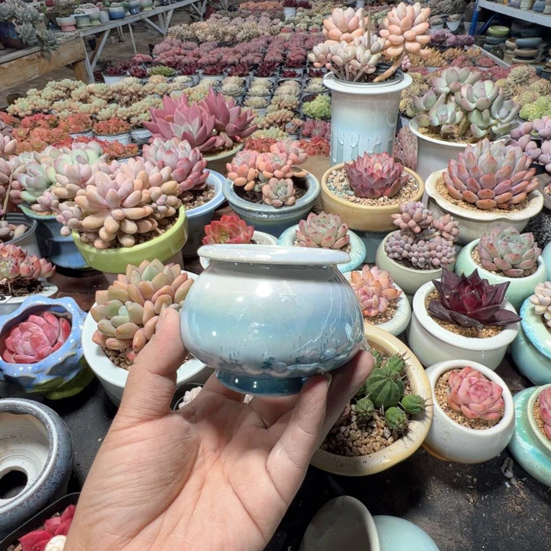 特价花盆满50发货 内口6