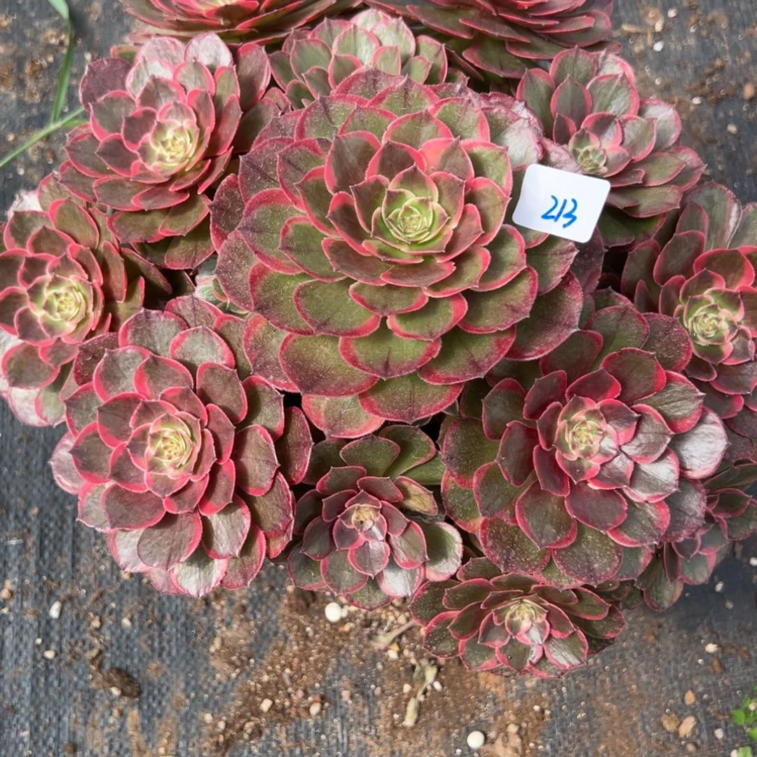 213夜宴多肉植物紫紫0