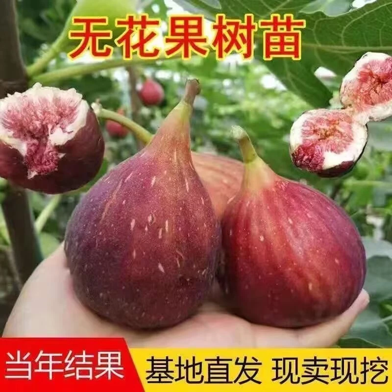 无花果波姬红树苗耐寒盆栽果树苗南北方四季种植特大甜大果结果苗