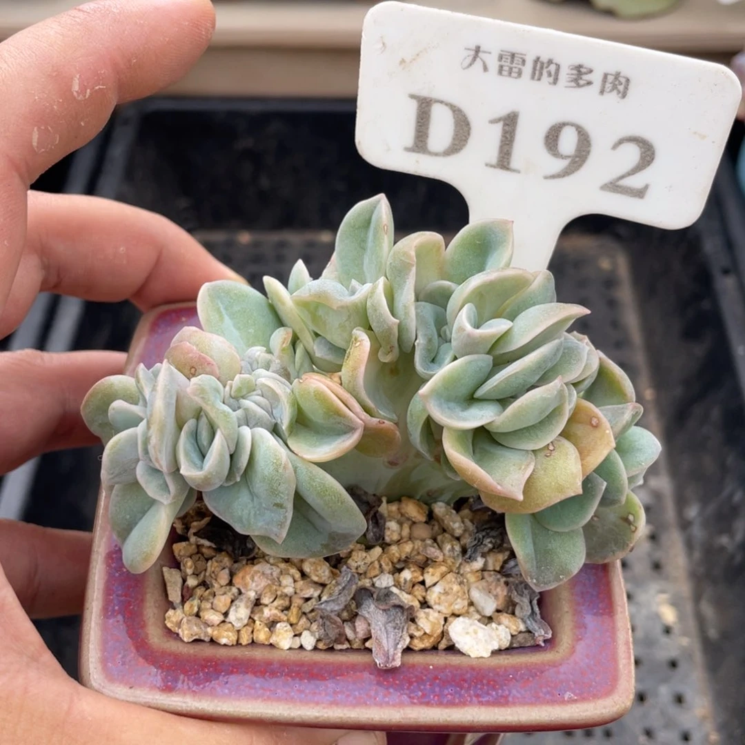 192可爱玫瑰不带盆10厘米