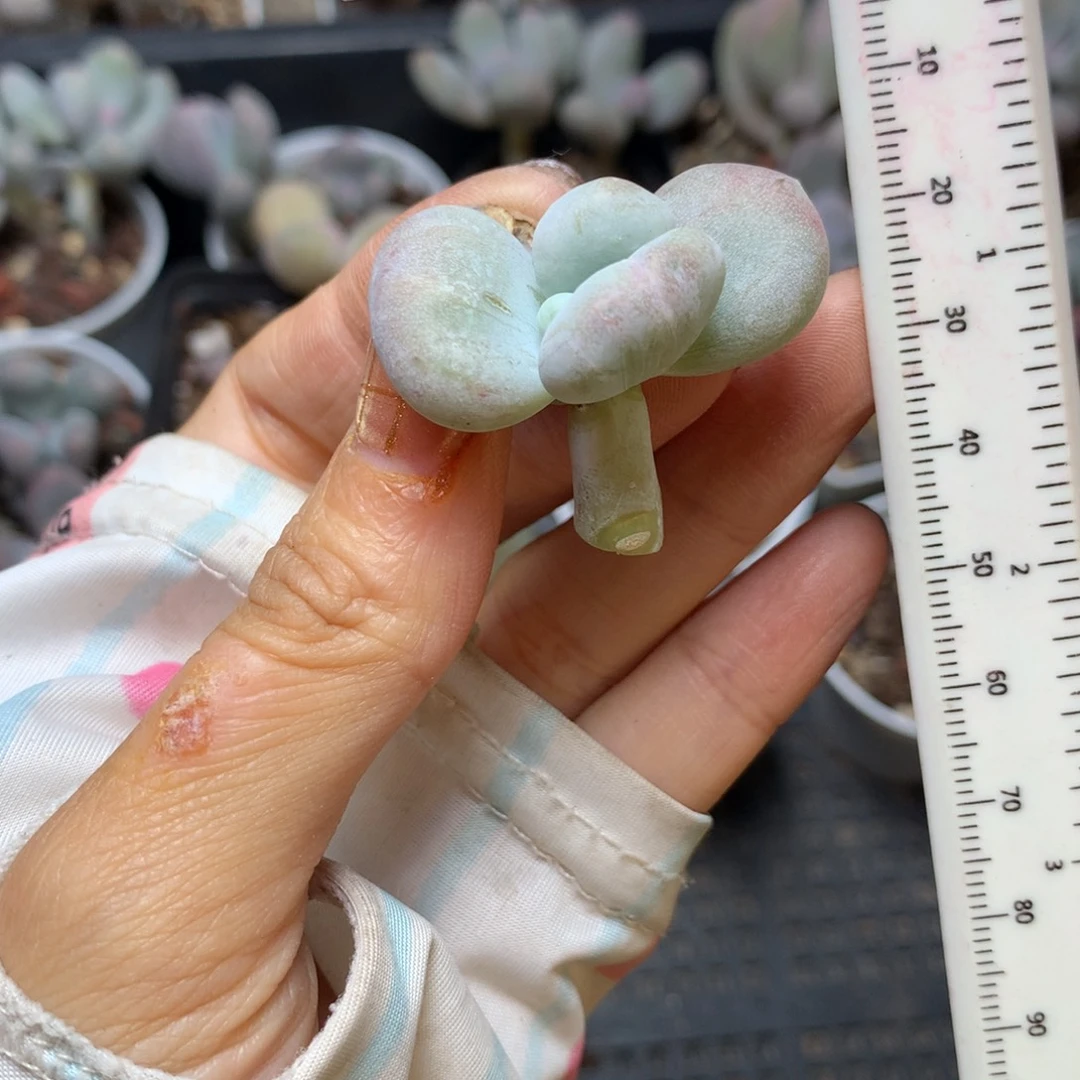 油煎，不满28发一个叶片，到付