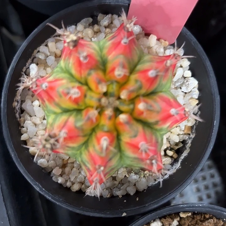 611-0620泰国发货