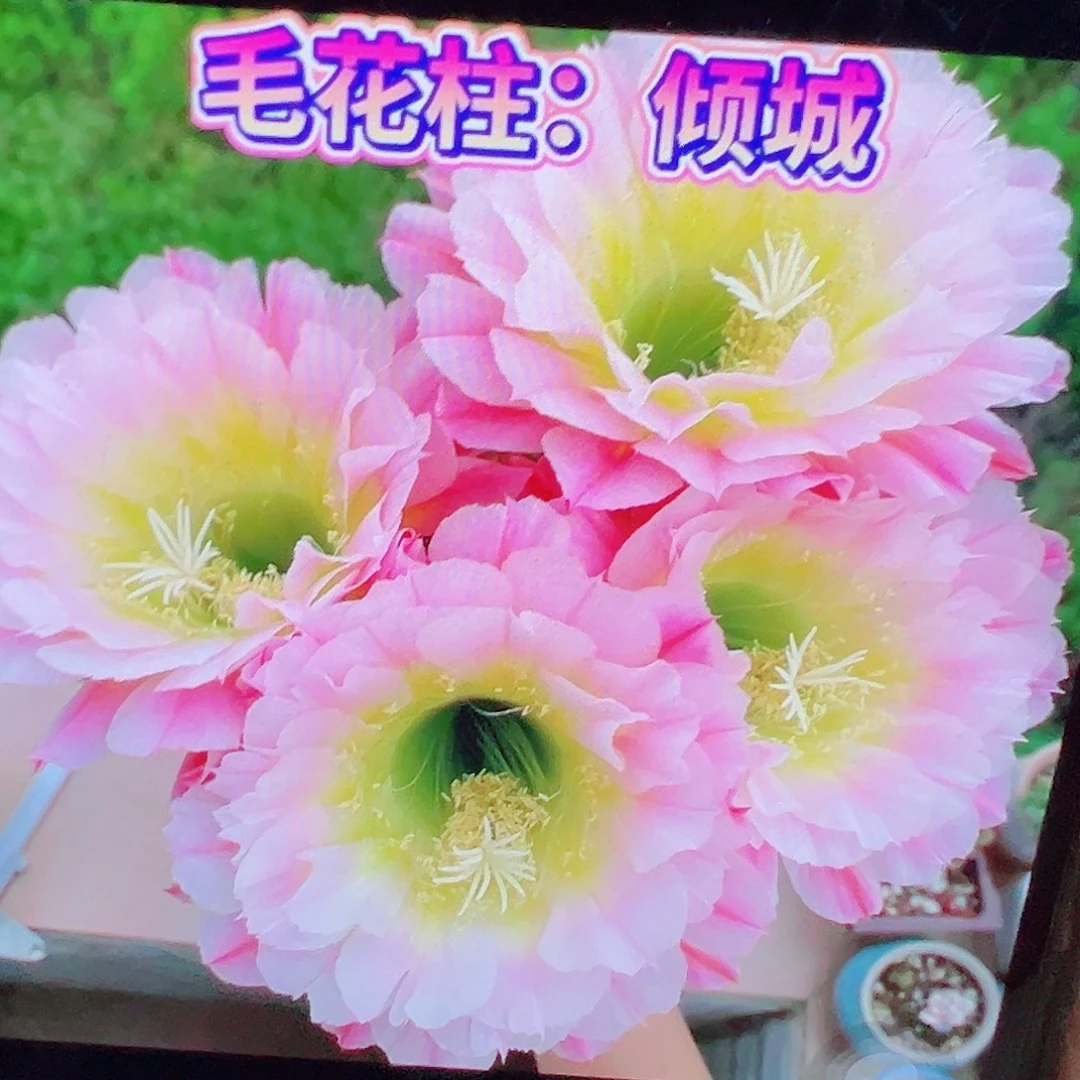 毛花柱 倾城 侧芽 满20包邮