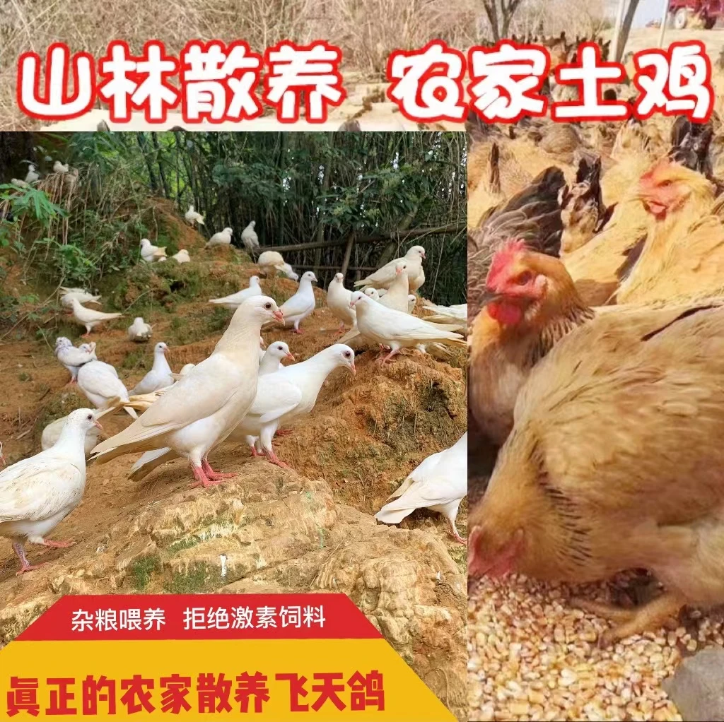 【3只鸽1只鸡】放养飞天鸽180天走山土鸡项 散放散养 新鲜现发