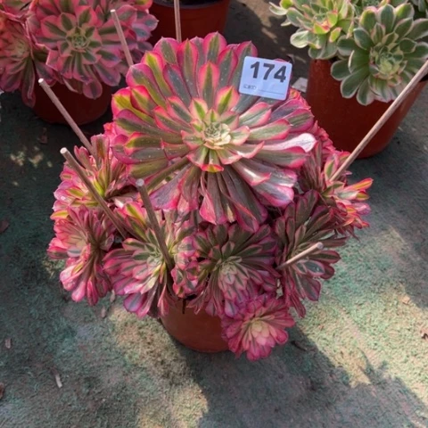 174铜壶锦妖桩多肉