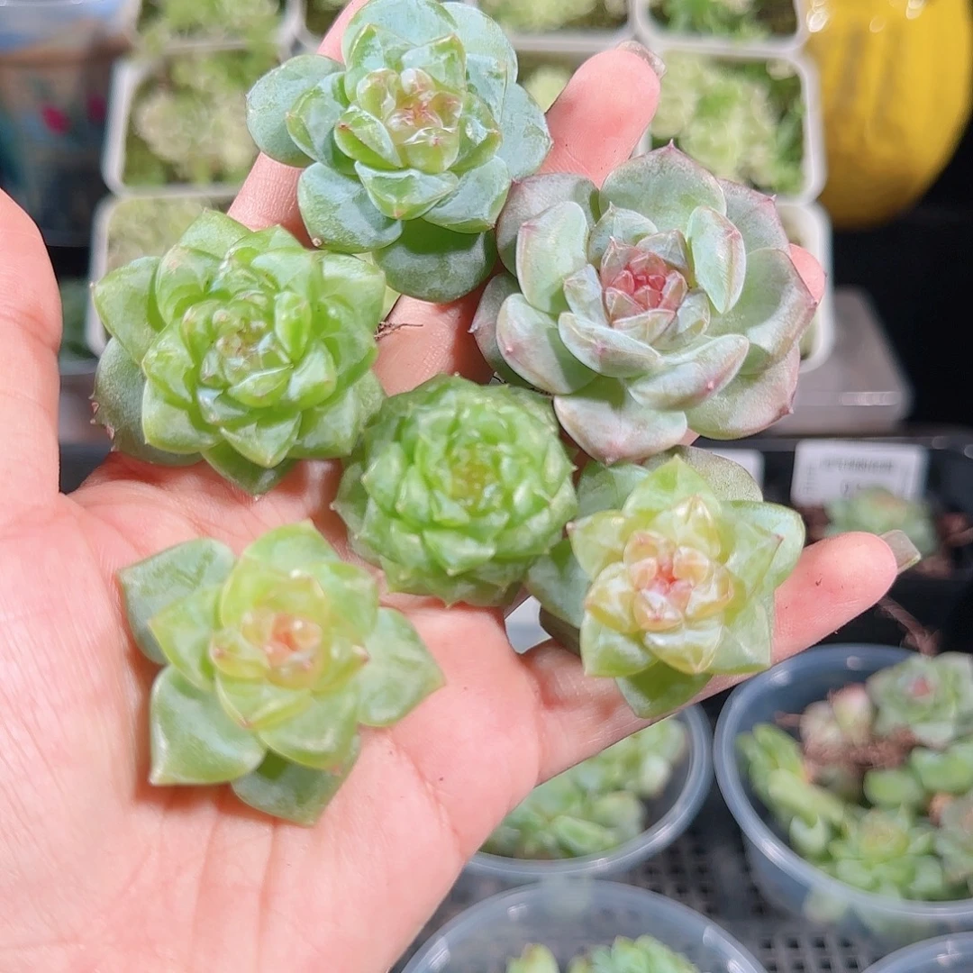0912---101糖心珍妮