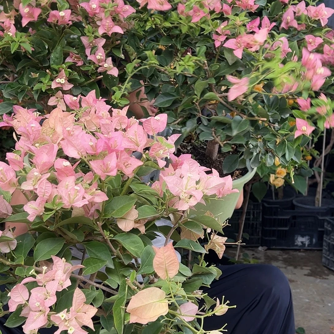 当前无花栽培后可以开花E43卡雅塔一颗69.9