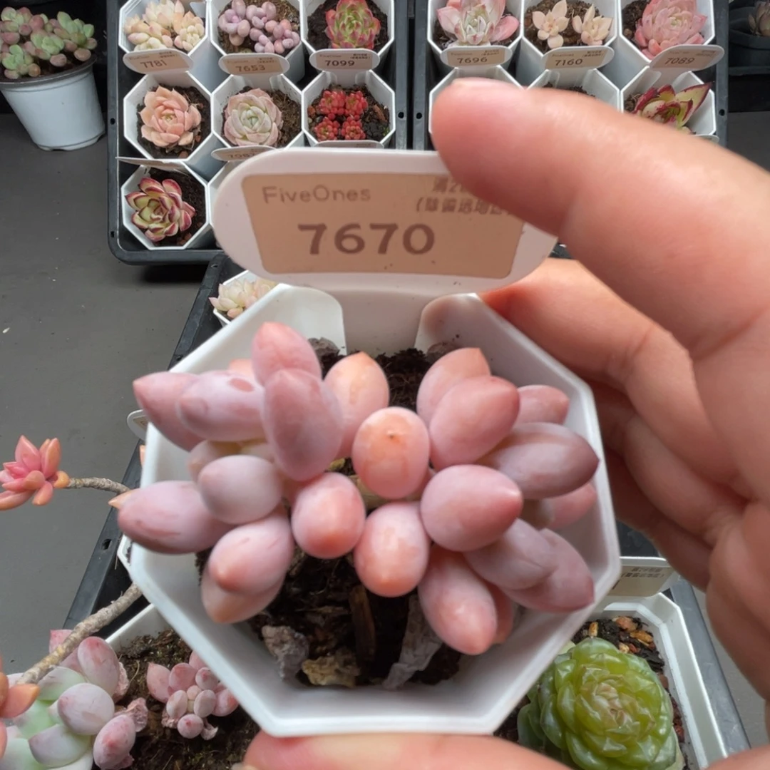 7670粉色恋人5.0厘米
