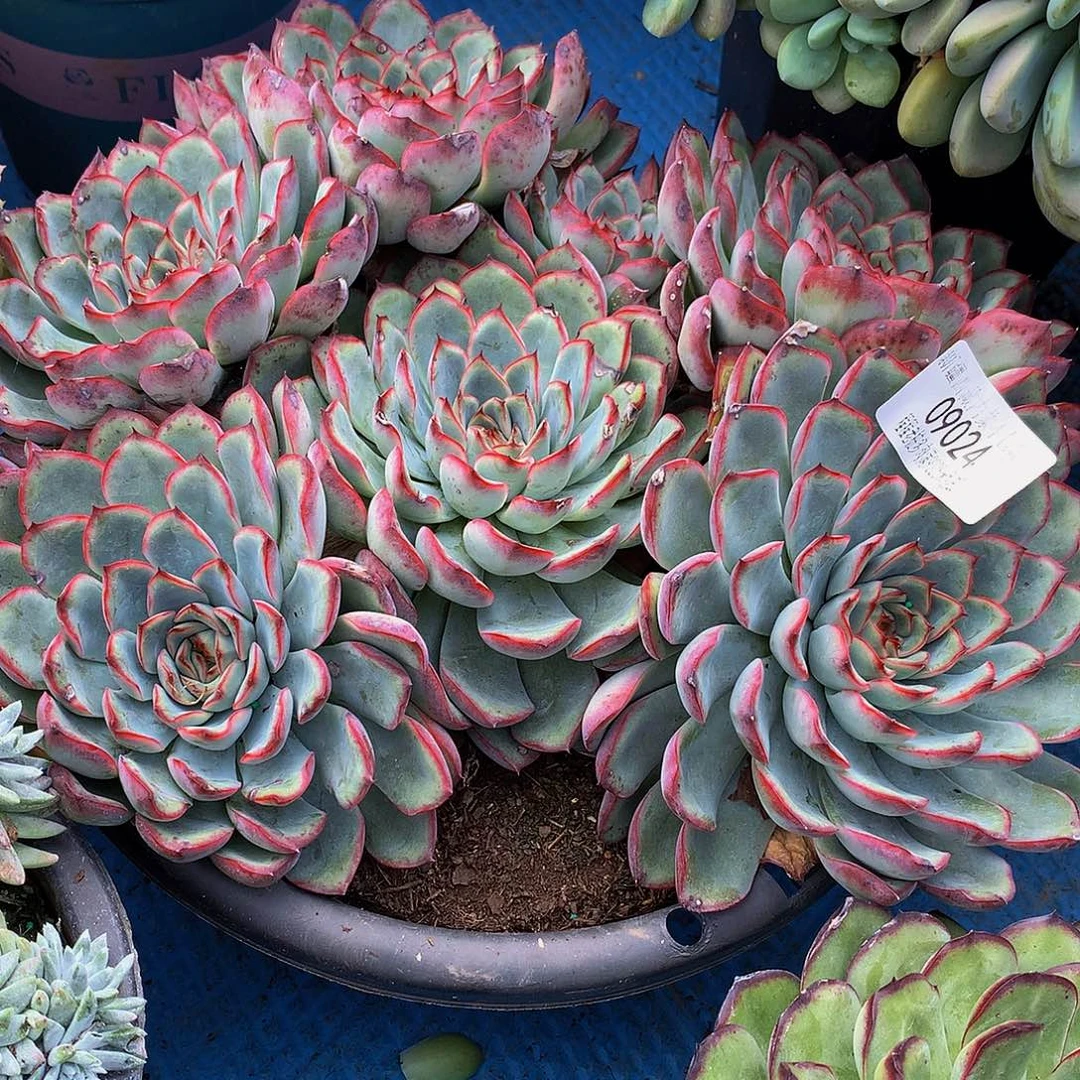 金***起荷花09024吨set哦肉