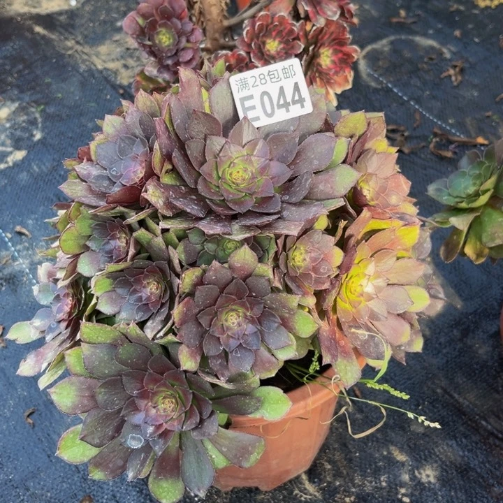 44多肉植物一物一拍
