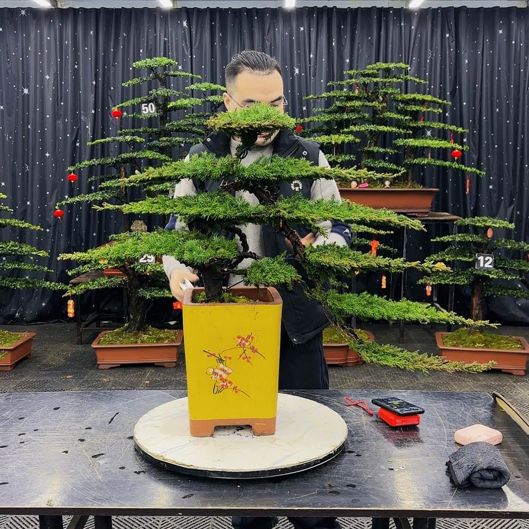 松树柏树造型盆景