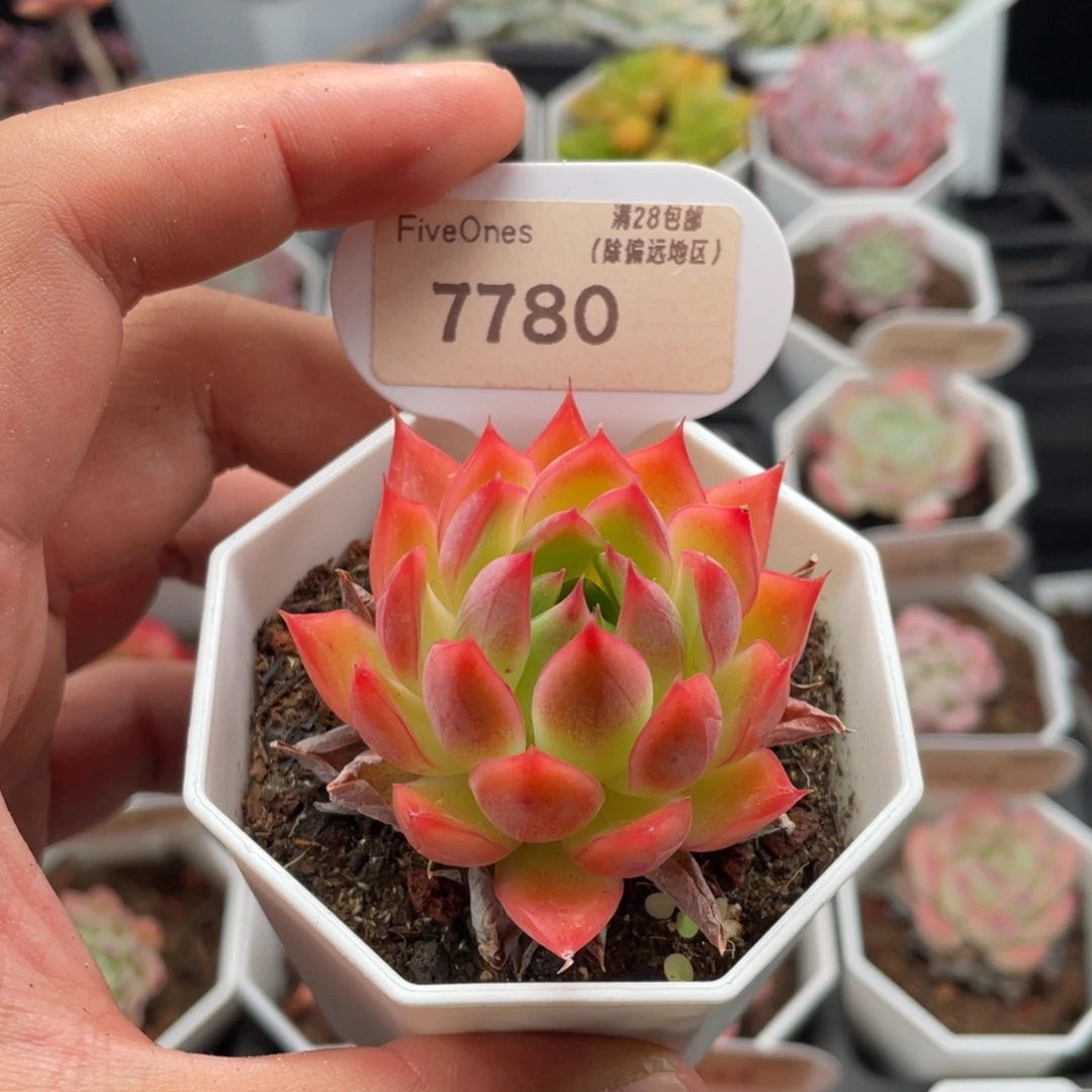 安吉拉7780-5.5厘米