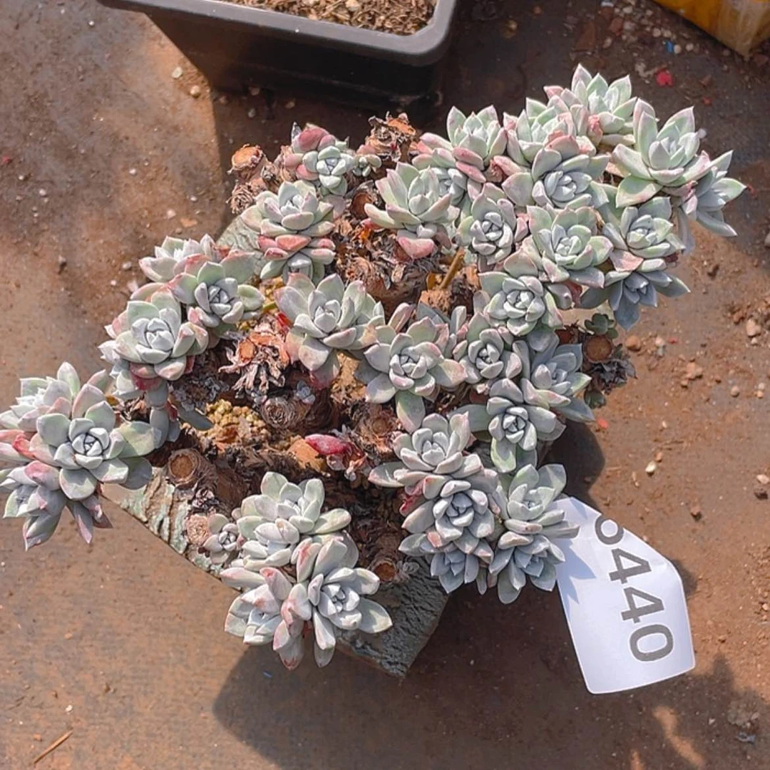 【闪购商品】特价瑕疵流丹白豪大群