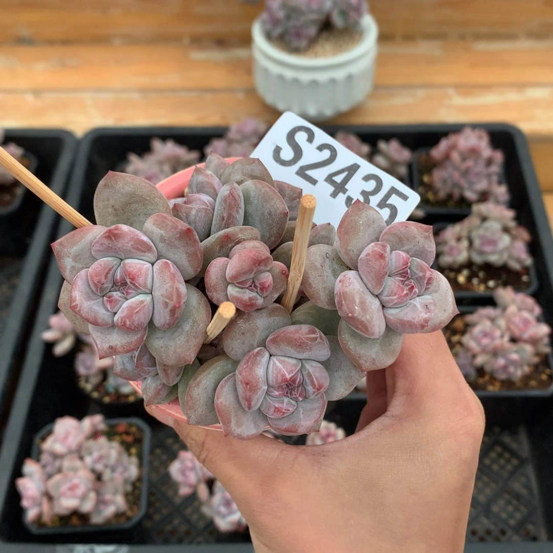 S2435 星影小树 小胖子 有砍 9cm
