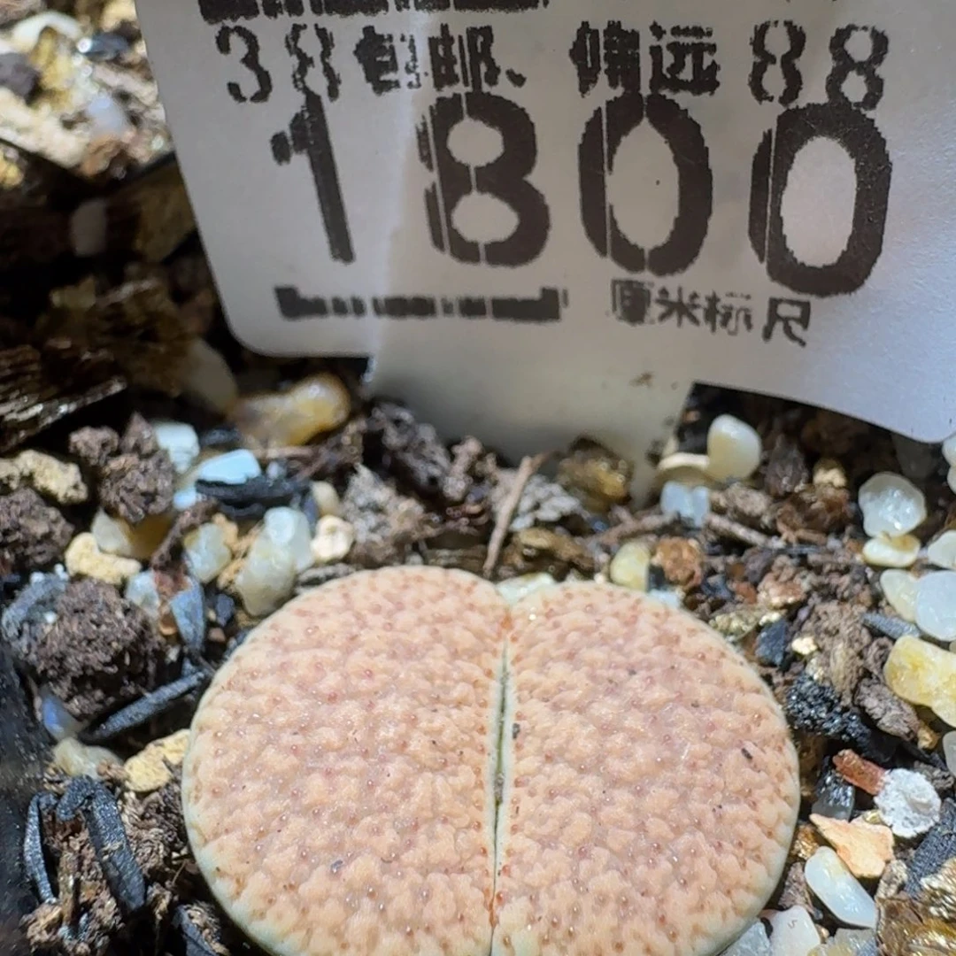 Sssss精品生石花1800