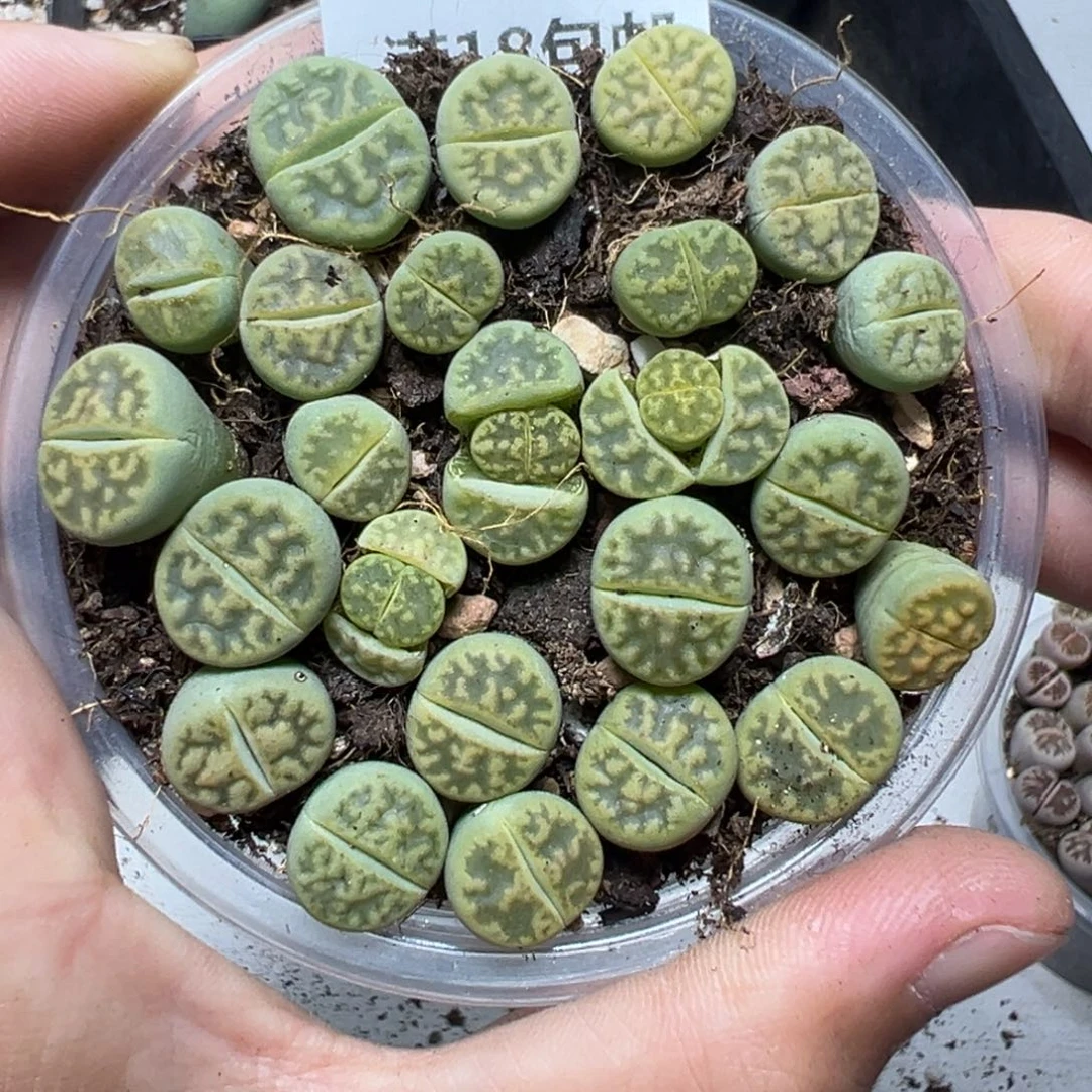 【闪购商品】152……