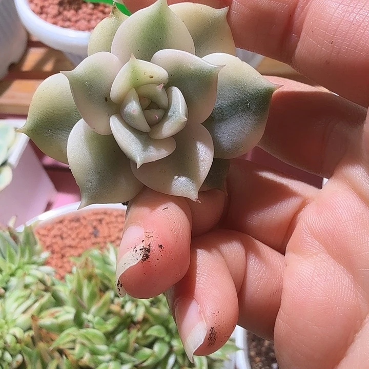 贝加尔湖锦，多肉植物