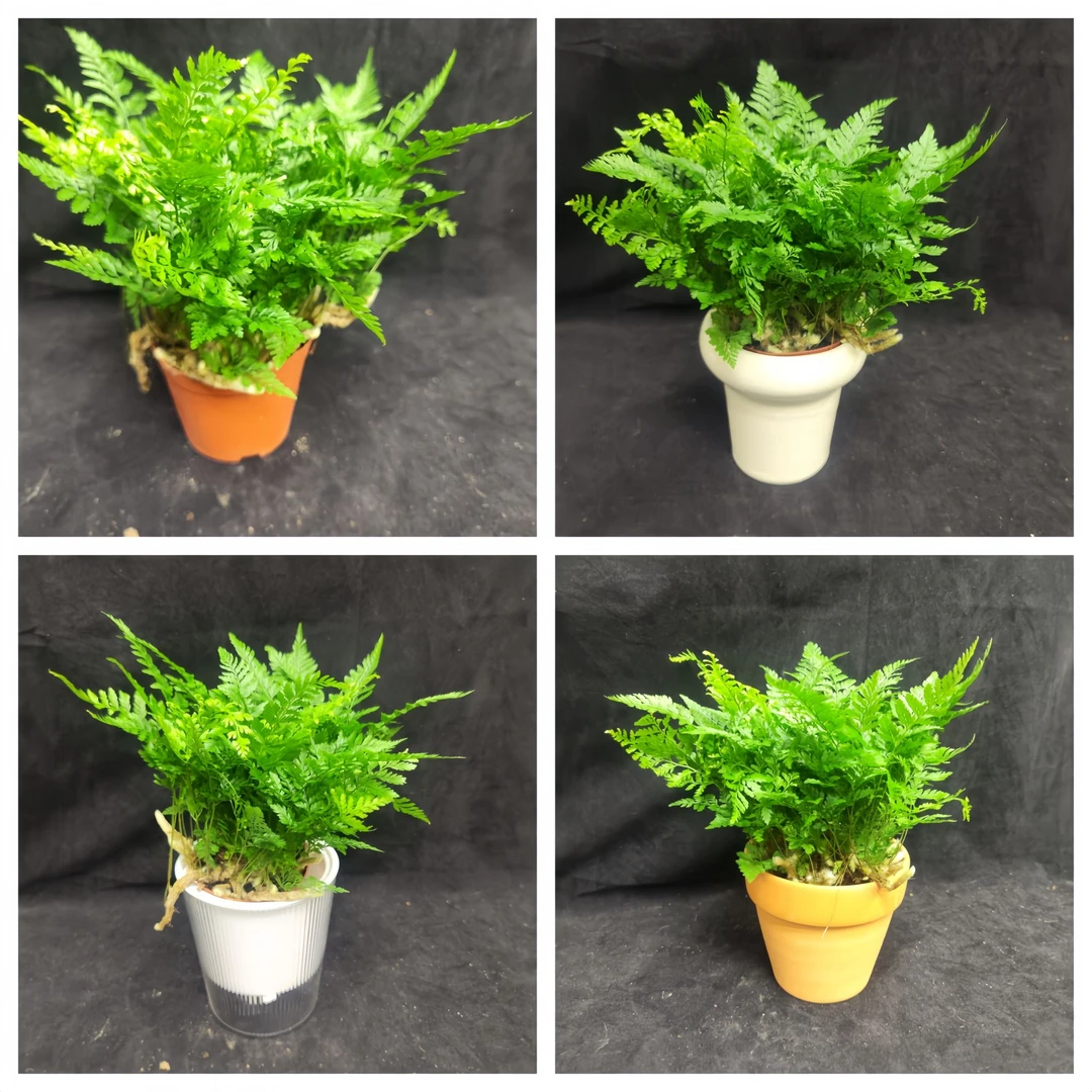 【乌市发货】狼尾蕨蕨类四季盆栽办公室蕨耐阴好养活吸甲醛四季长青