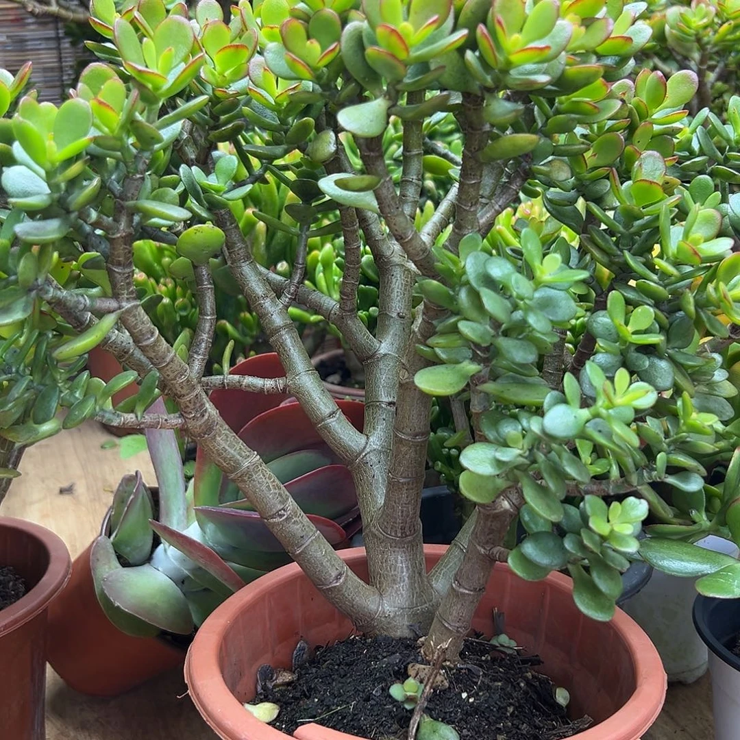 姬红花月一物一拍多肉