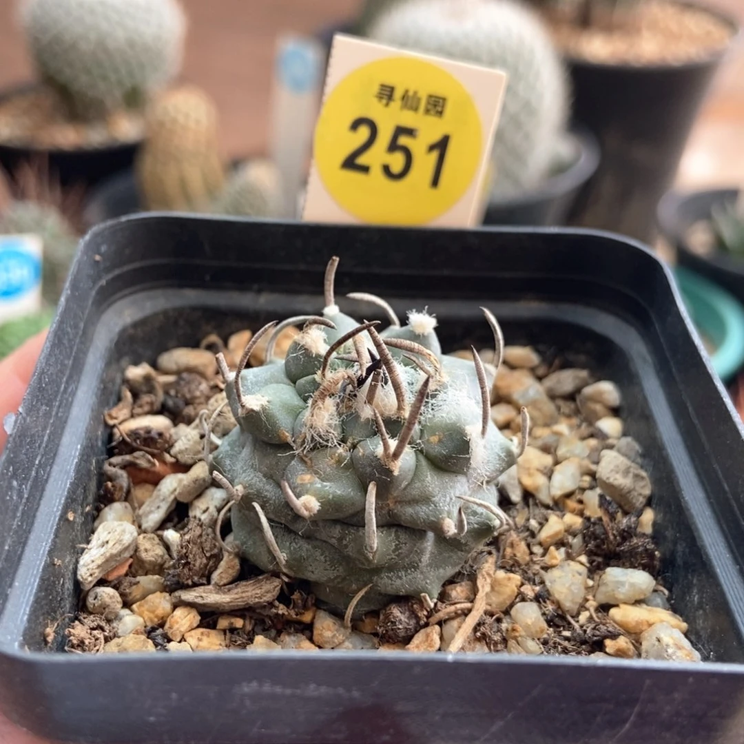 豪刺碳刺娇丽有雀斑