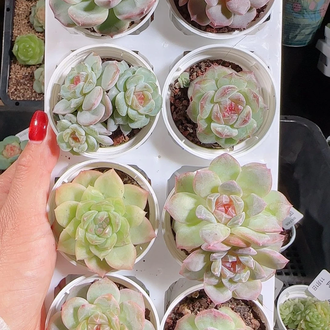 1101–-500糖心组合带托架