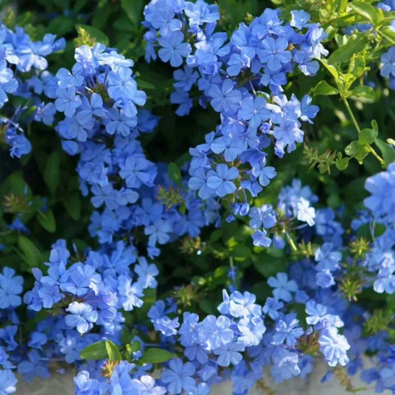 【新疆包邮 只发新疆】蓝雪花花苗盆栽阳台观花夏天好养植物花园