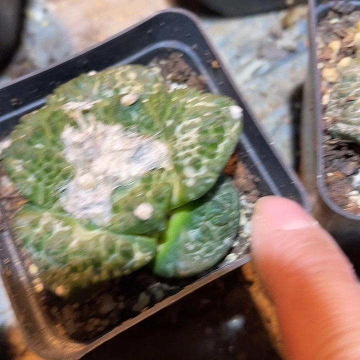 满38包邮2天凑单，脱土晾根发货多肉植物