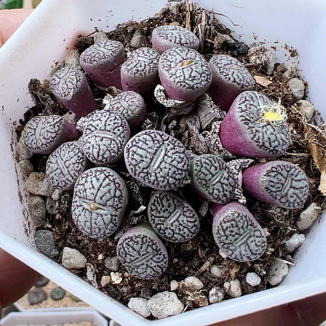 带盆发………………………………………