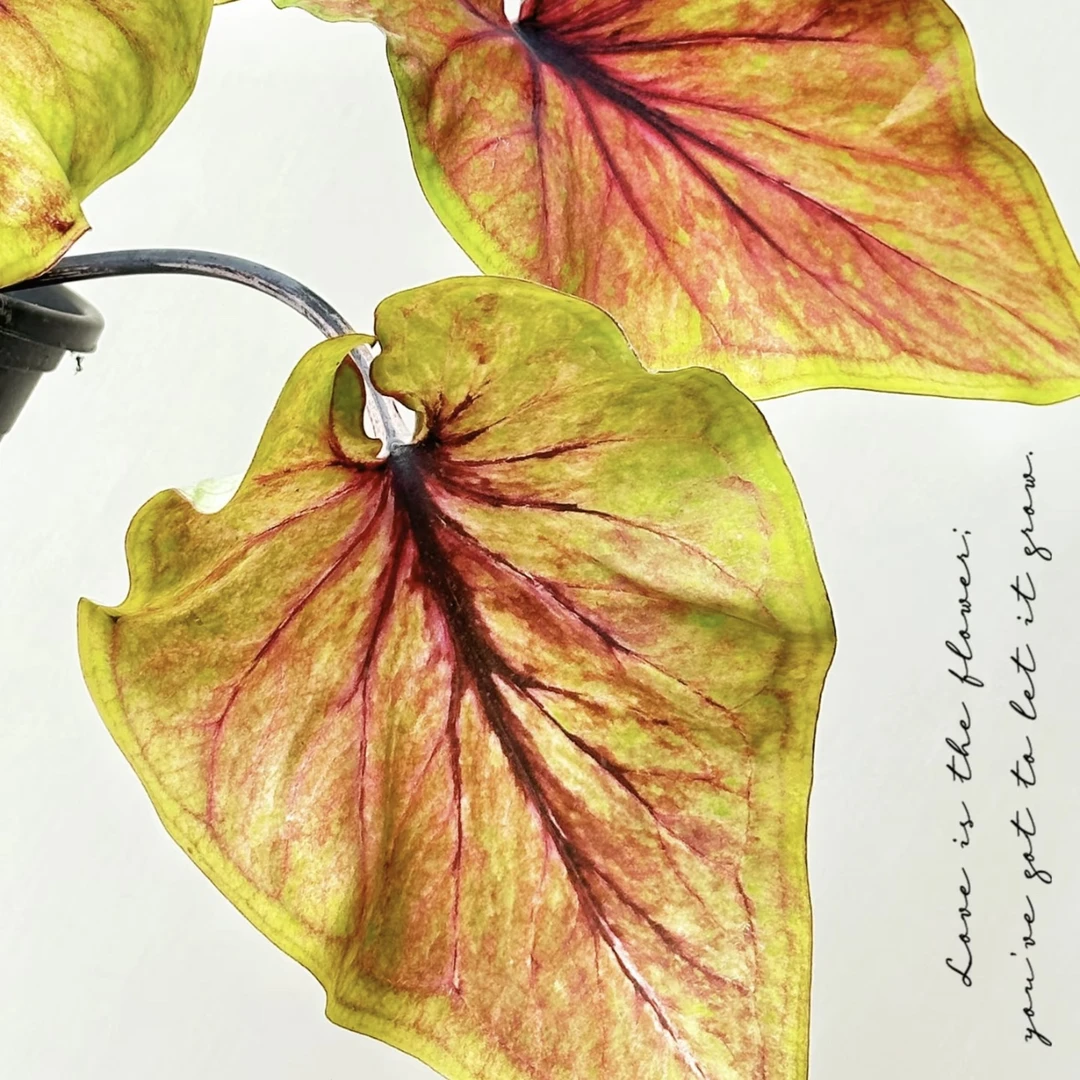 【秋韵/秋之弦】油画质地！绿植盆栽彩叶芋