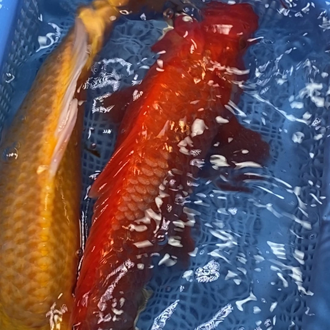 锦鲤冷水锦鲤包邮