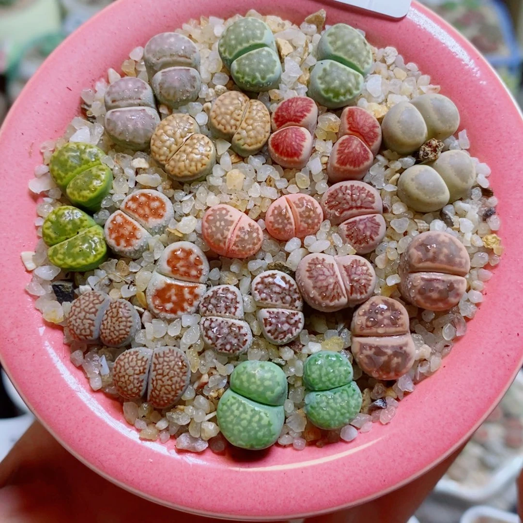 生石花花花哈哈哈哈哈哈610