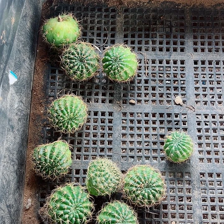 丽花侧芽组合15个花色不重复