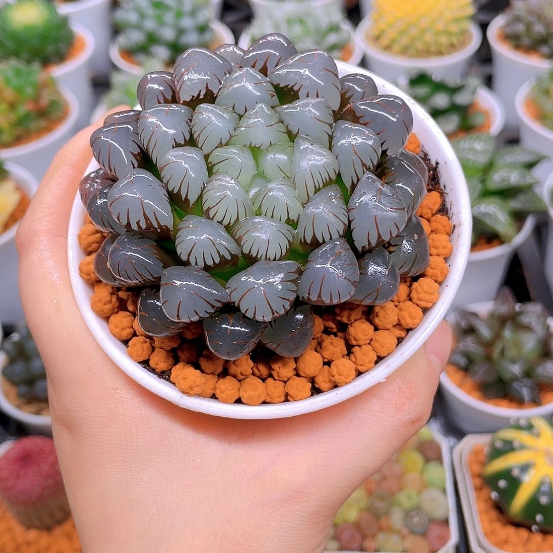 母本紫宝石，万象盆